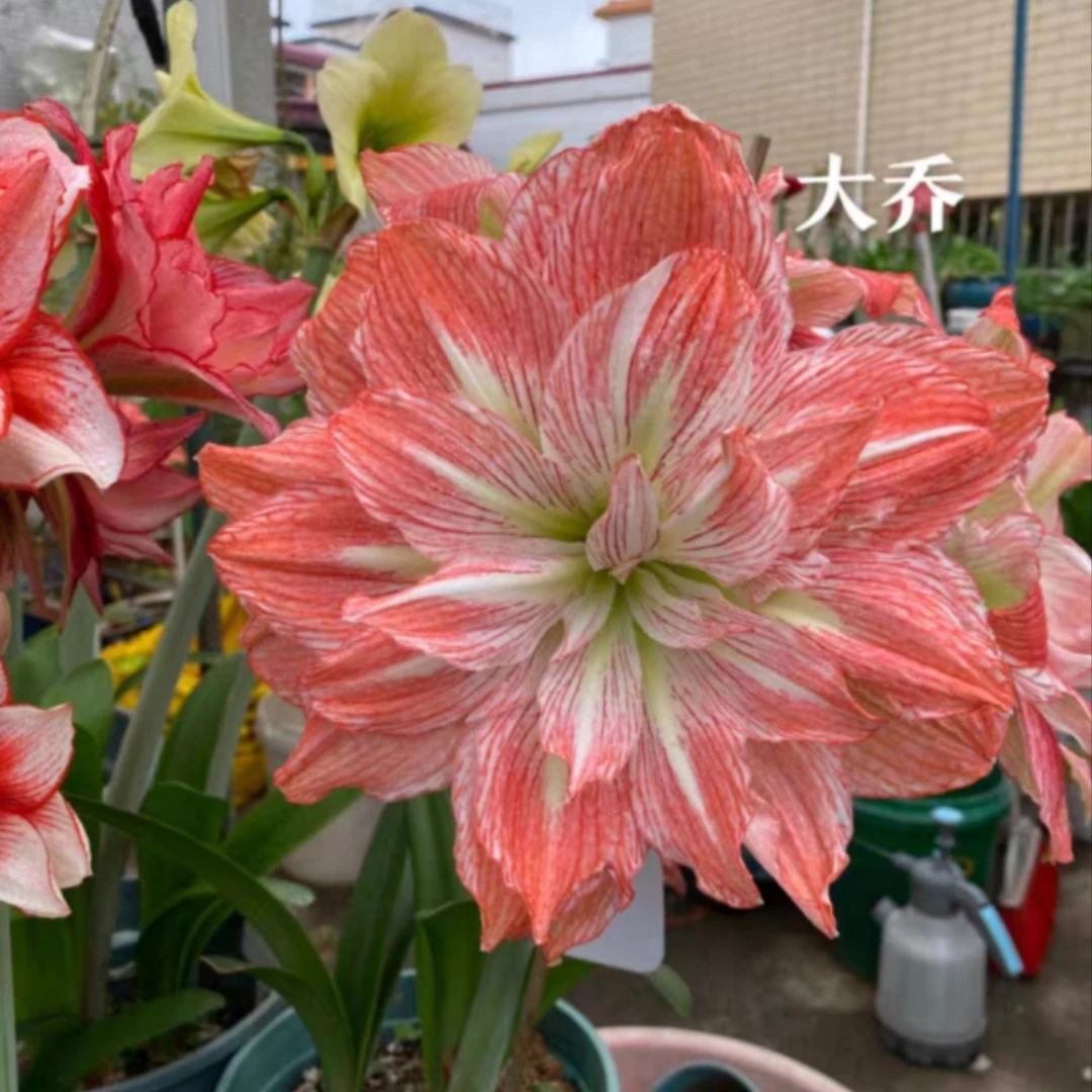 朱顶红-【大乔 】5.5—6.5+ 包对版，不包后期养护。