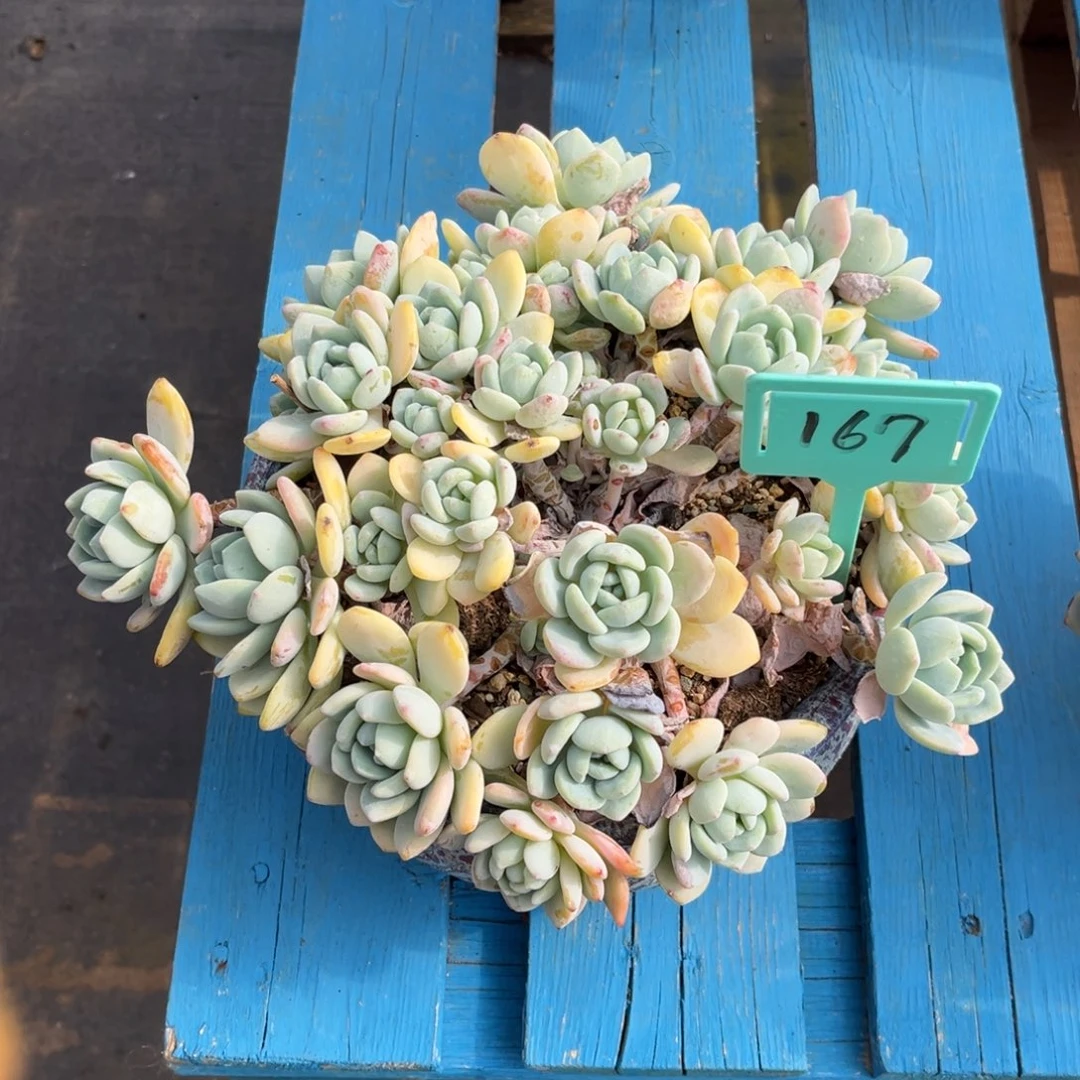 小雨多肉群生冷香