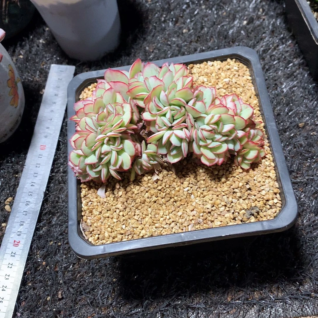 多肉植物的生长速度很快