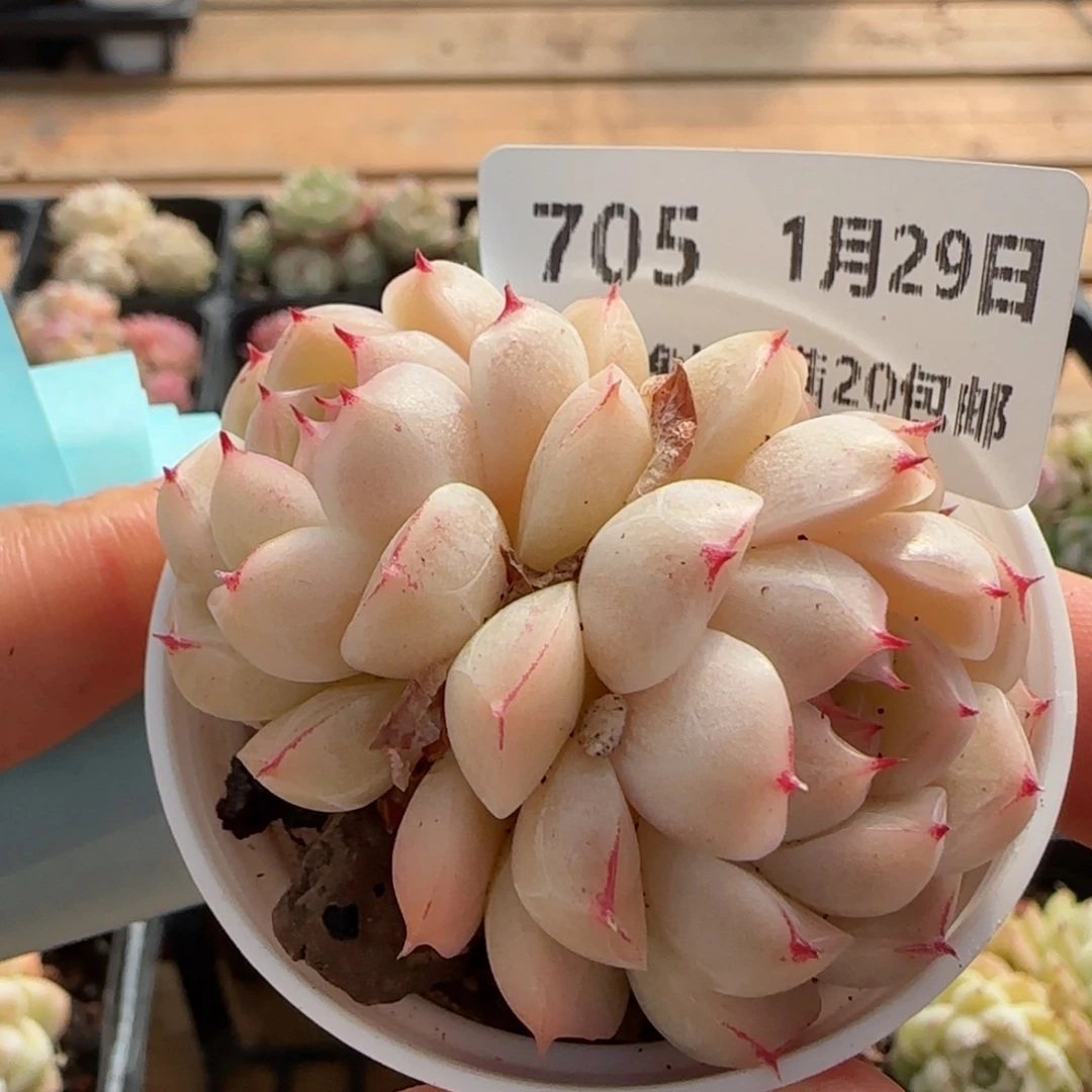 花语逸镜0129-705