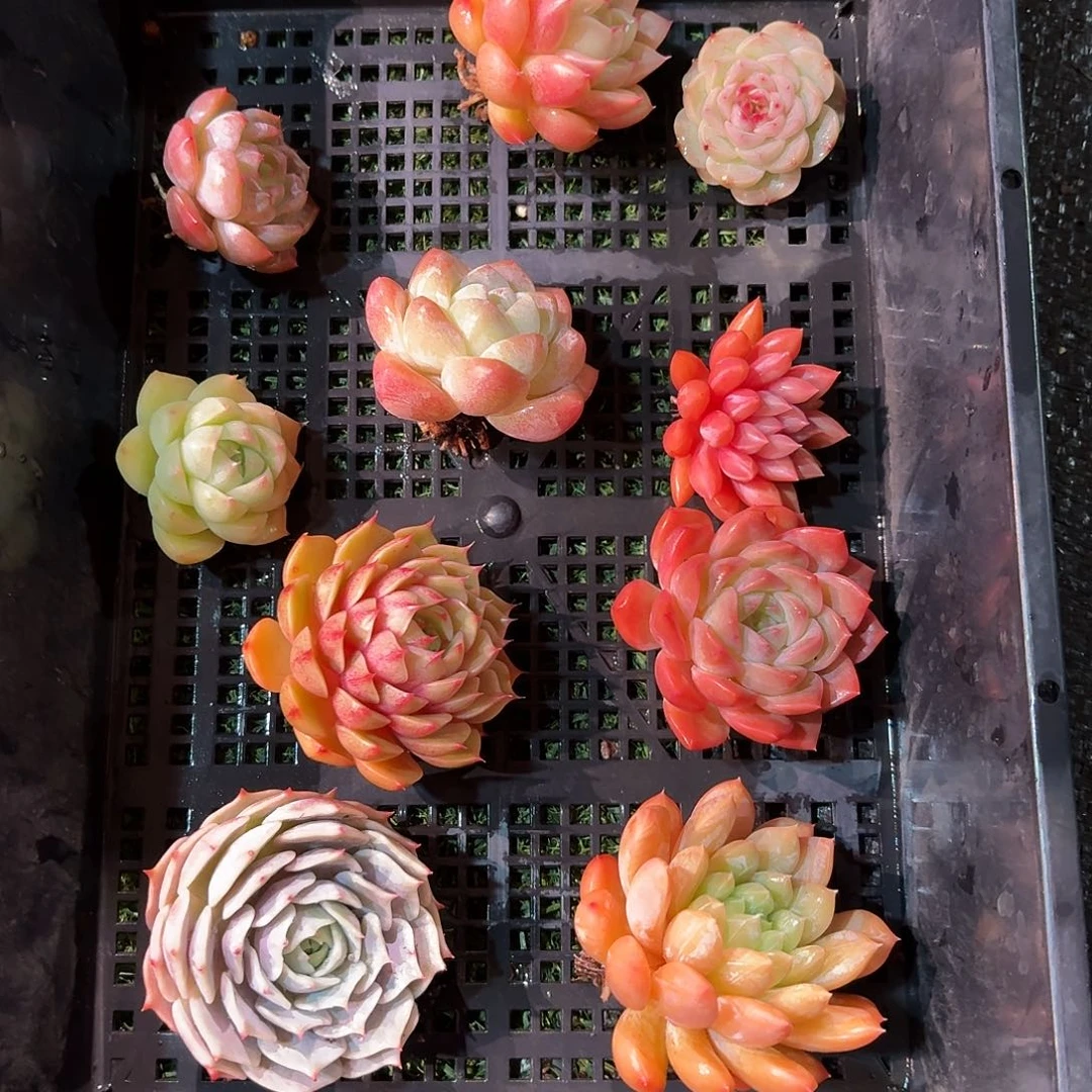 10颗多肉多肉多肉多肉多肉