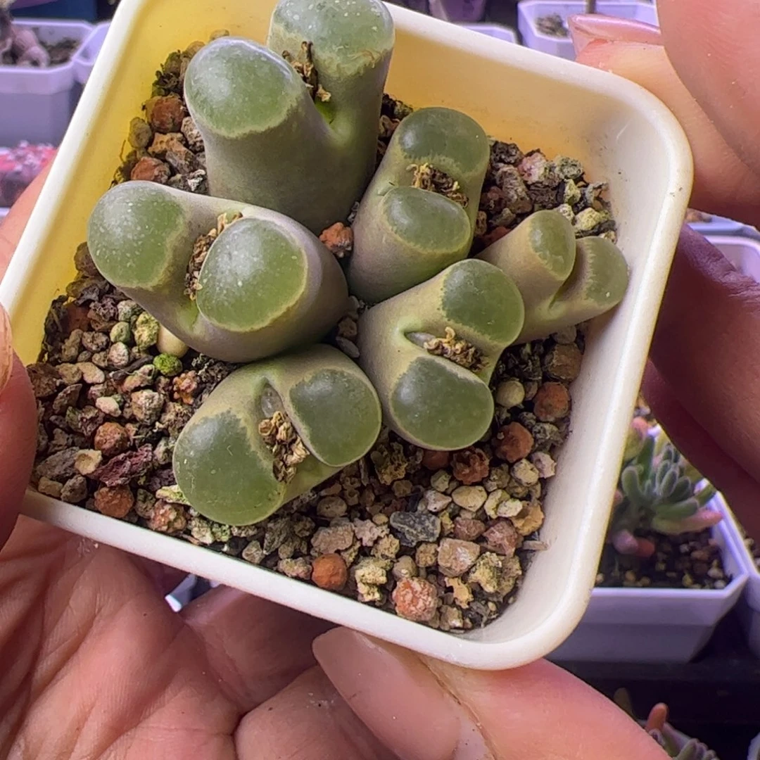 紫***子多肉植物肉锥磁铁群生