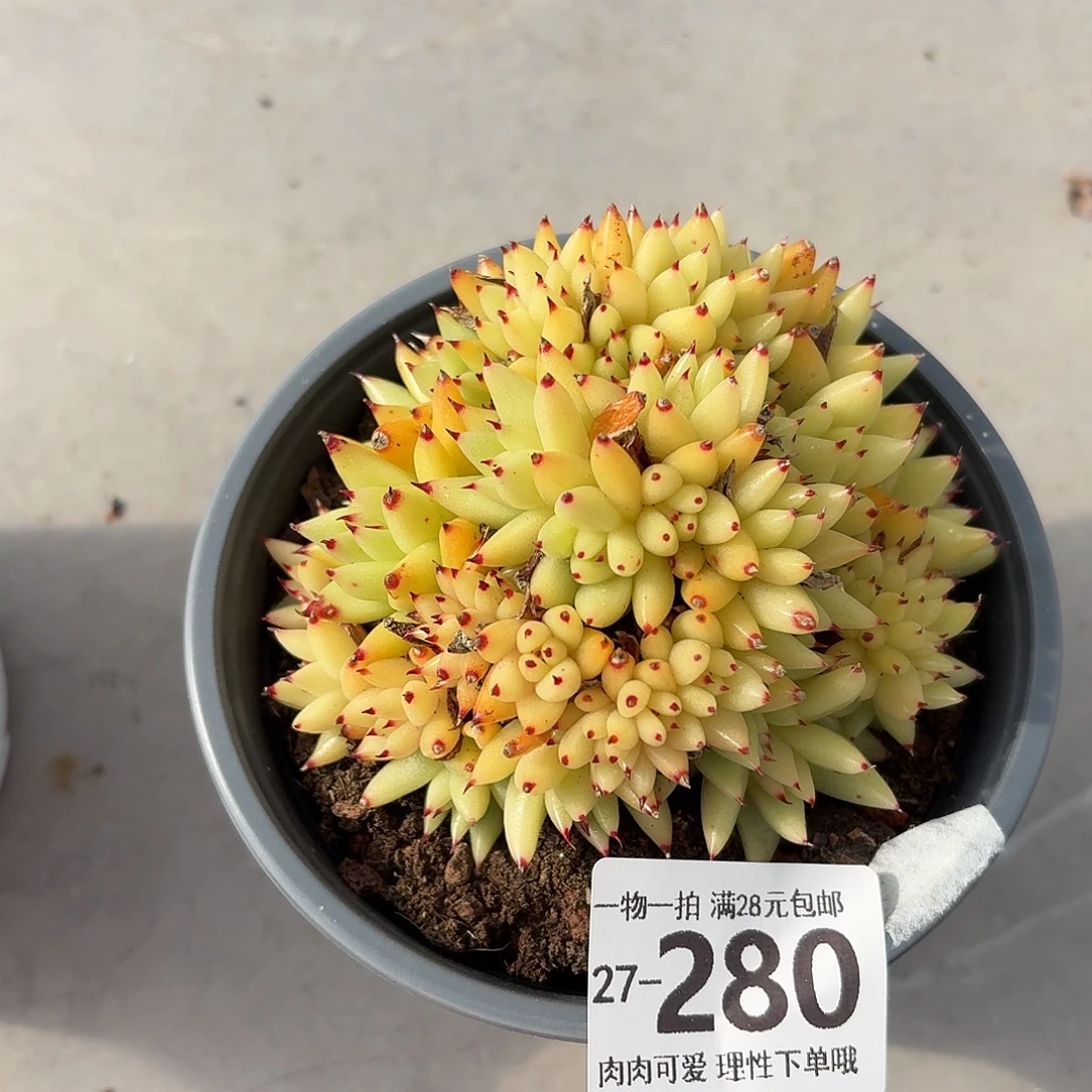 虎鲸缀化无盆土发货无