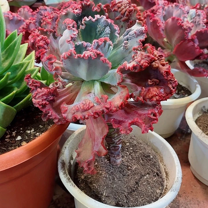 红珊瑚单头多肉植物