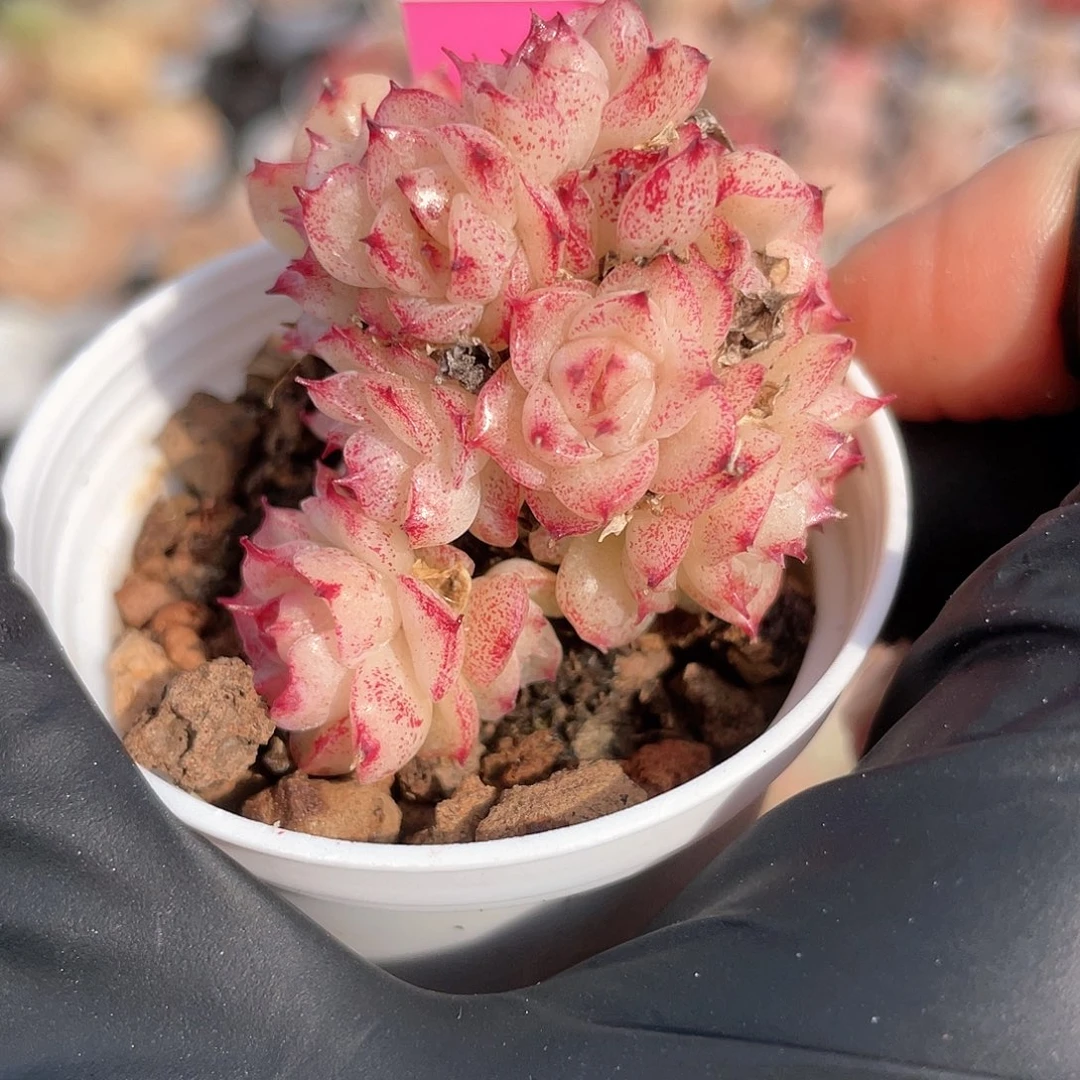 优选麦秆福利9042