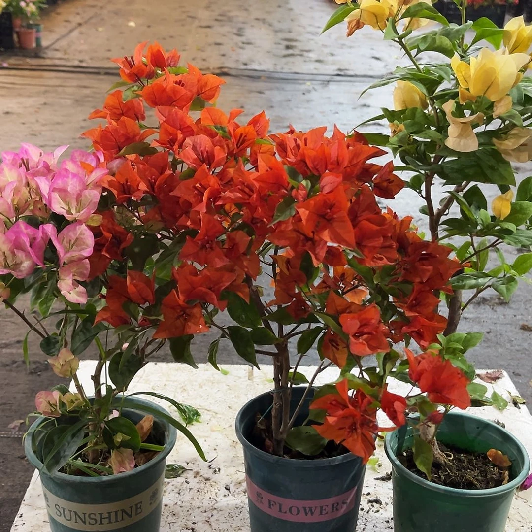 大部分花苞少量开放五宝，红桑巴，苏瓦娜