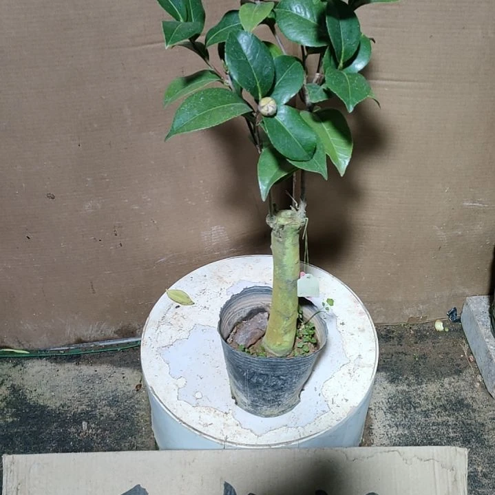 769喜悦，原盆原土发货，不包邮