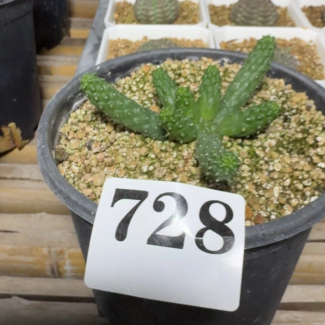 阎魔大戟多肉植物