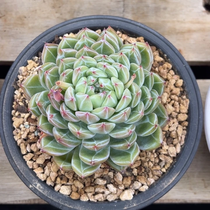 雪花珍妮 夏鸣园艺