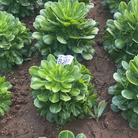 201琉璃翡翠不包断枝