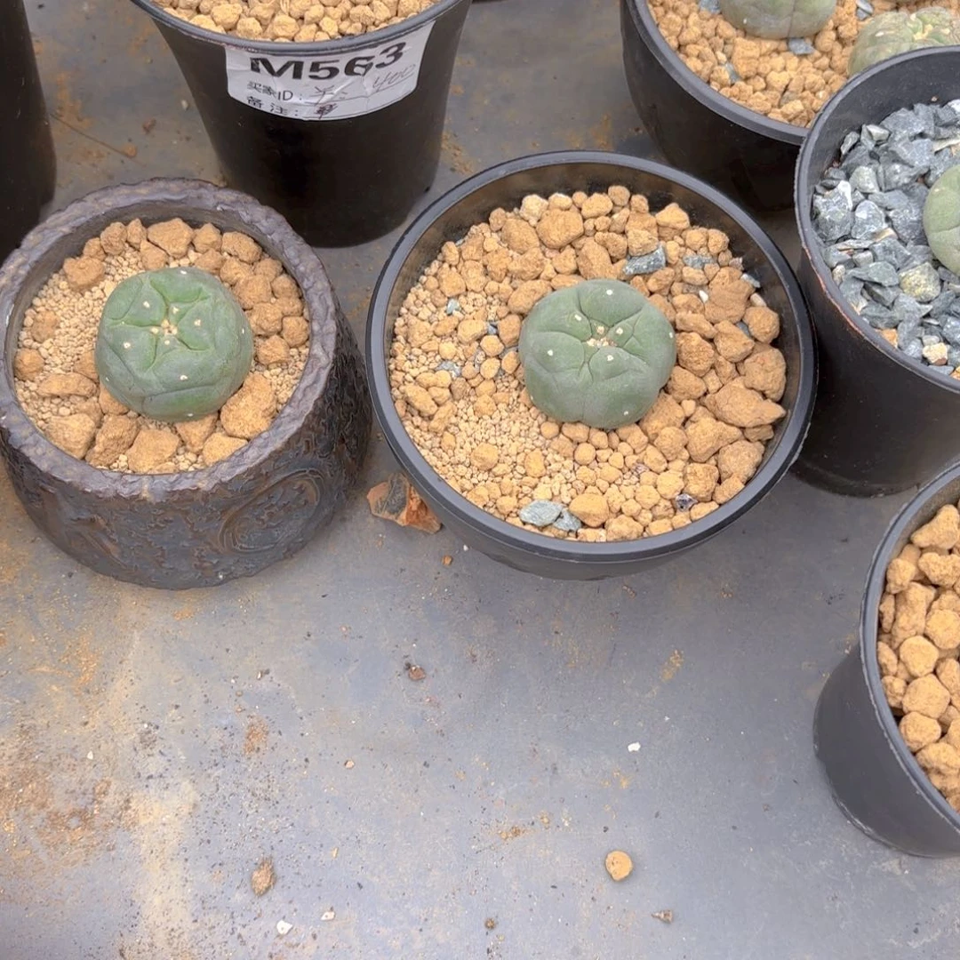 大尤G g g g g g g g g g