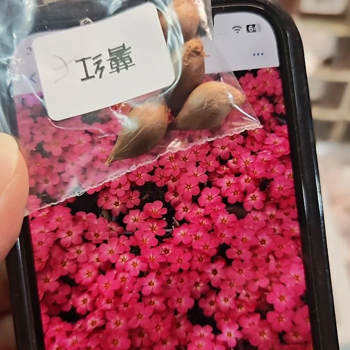 酢浆草早花纤细薯红