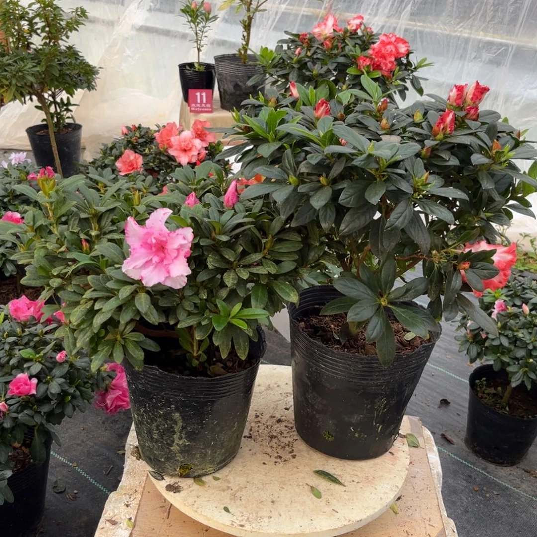 祁***连大部分花苞少量开放