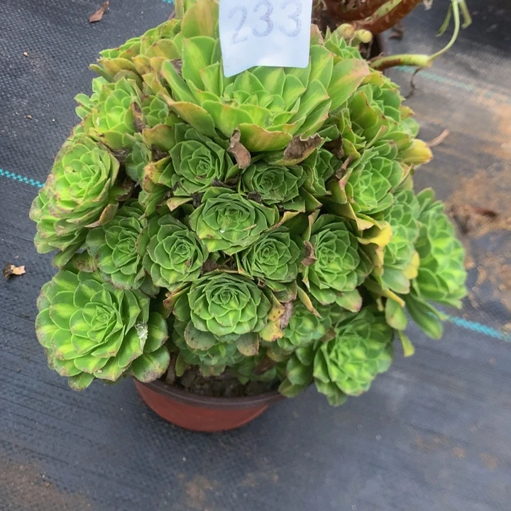 灵***静233璃璃多多多肉植物