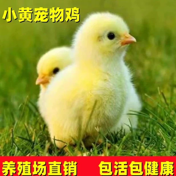 活体宠物鸡可爱小黄鸡幼崽长肉鸡大公鸡包邮到家