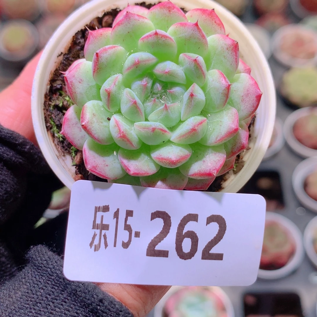 乐然15-262 新品单头