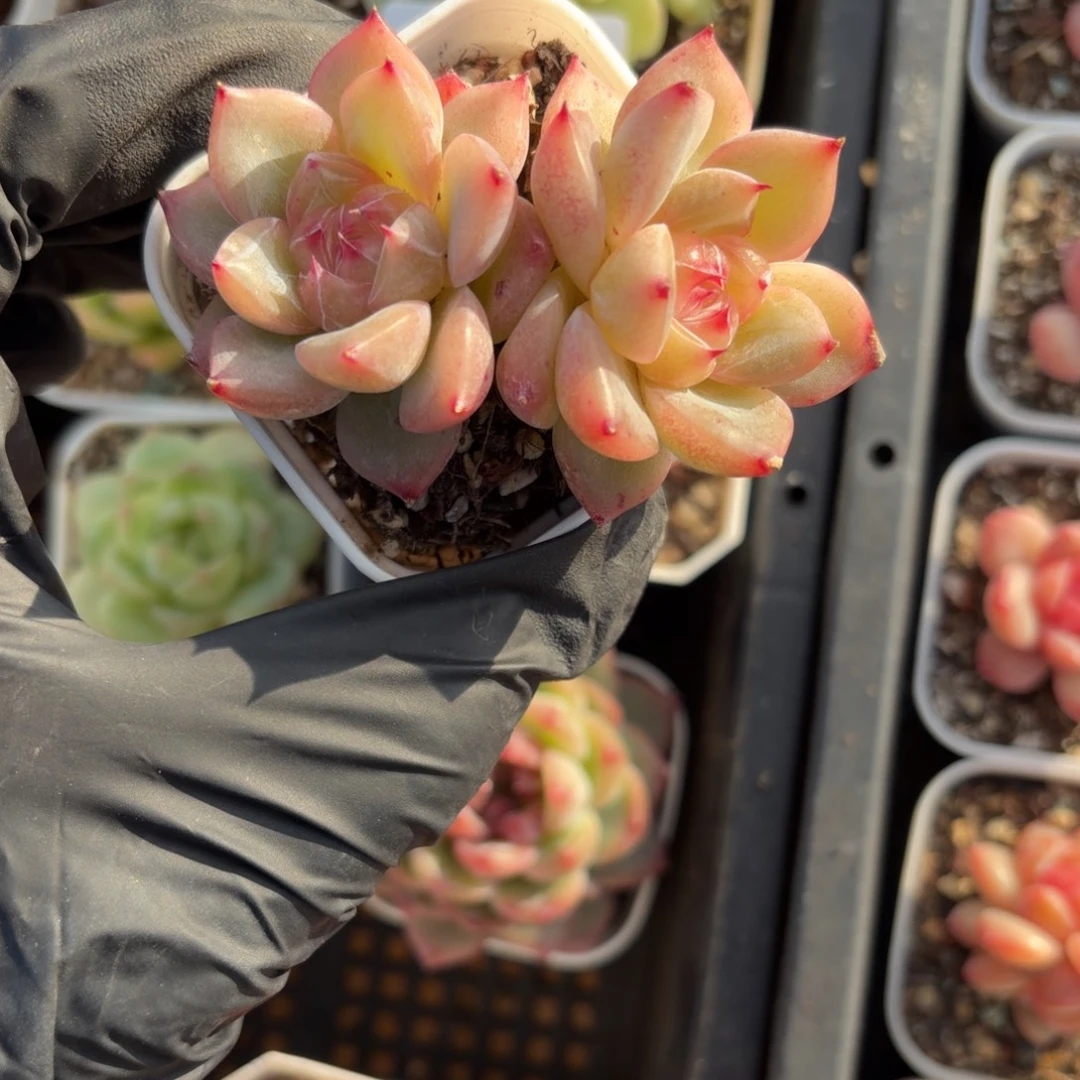 ****s东篱下多肉植物哈哈哈哈