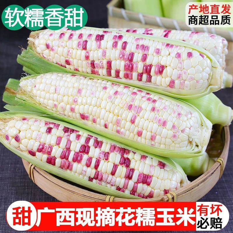 【广西农家】香甜花糯玉米带壳新鲜现摘发货低脂代餐黏糯甜玉米