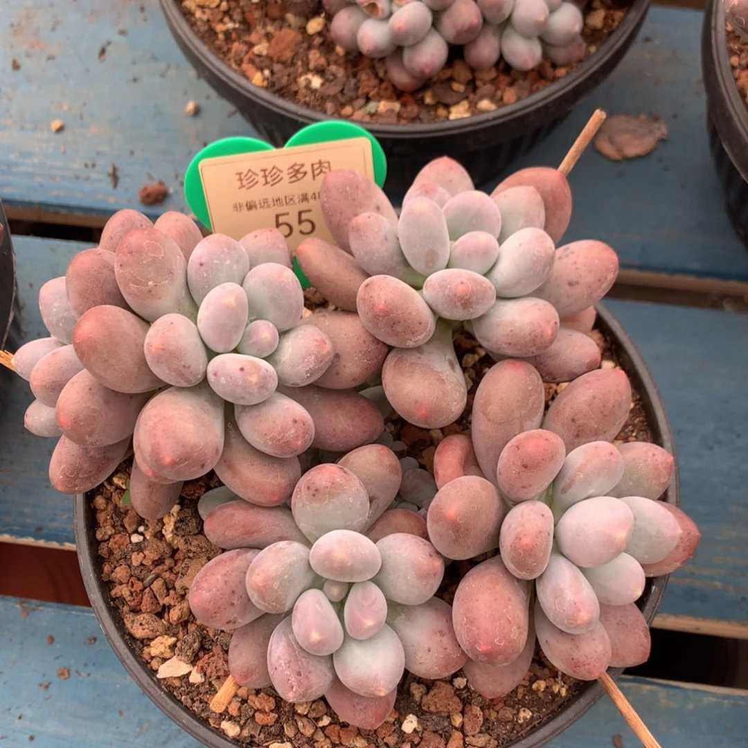 橙光奶无砍老桩55