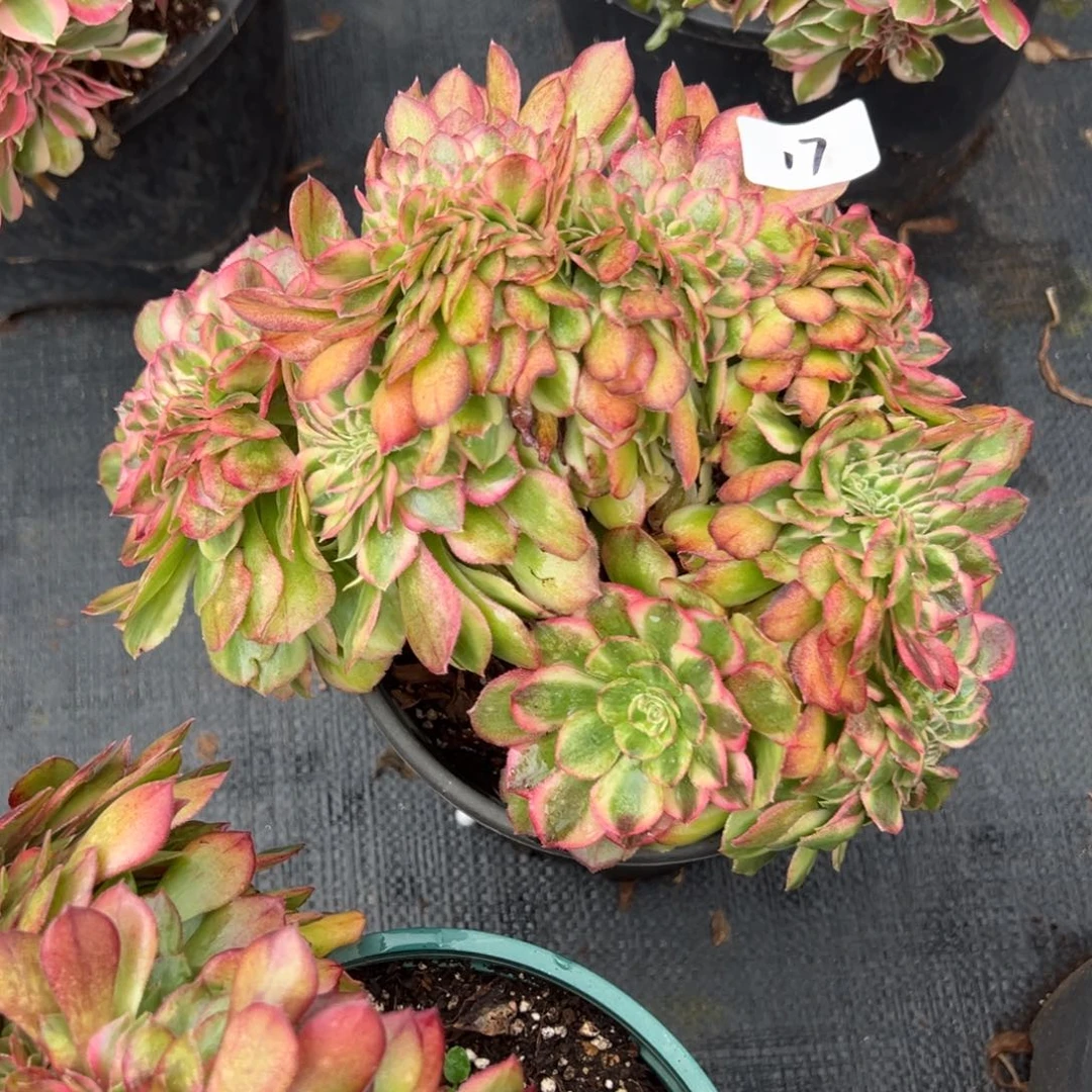 朵***马17万白缀多肉嘻嘻嘻多肉