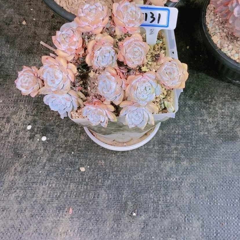 【闪购商品】桃*1131