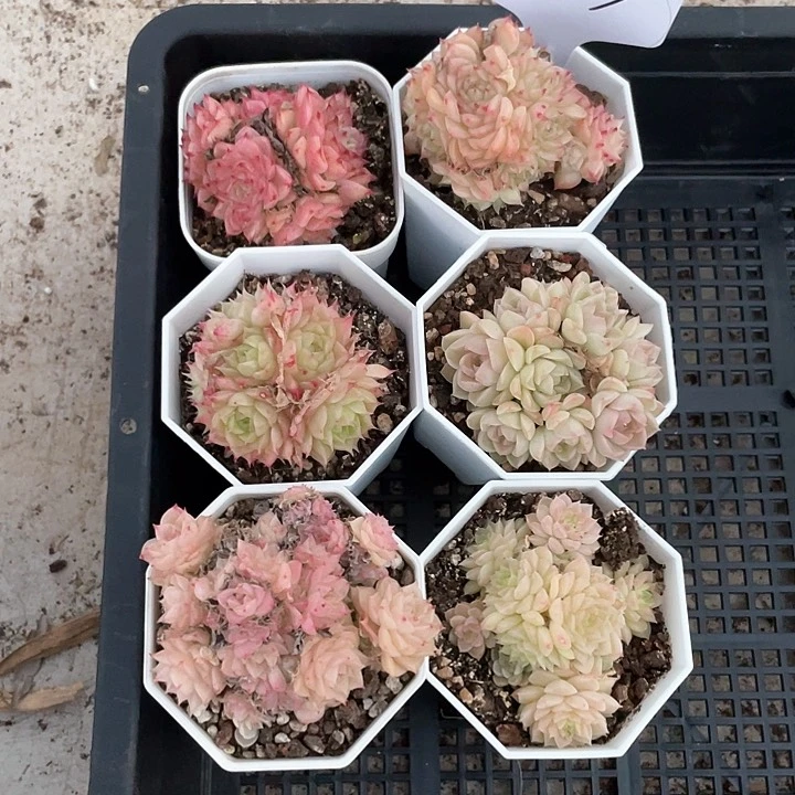 薇薇安园艺多肉033