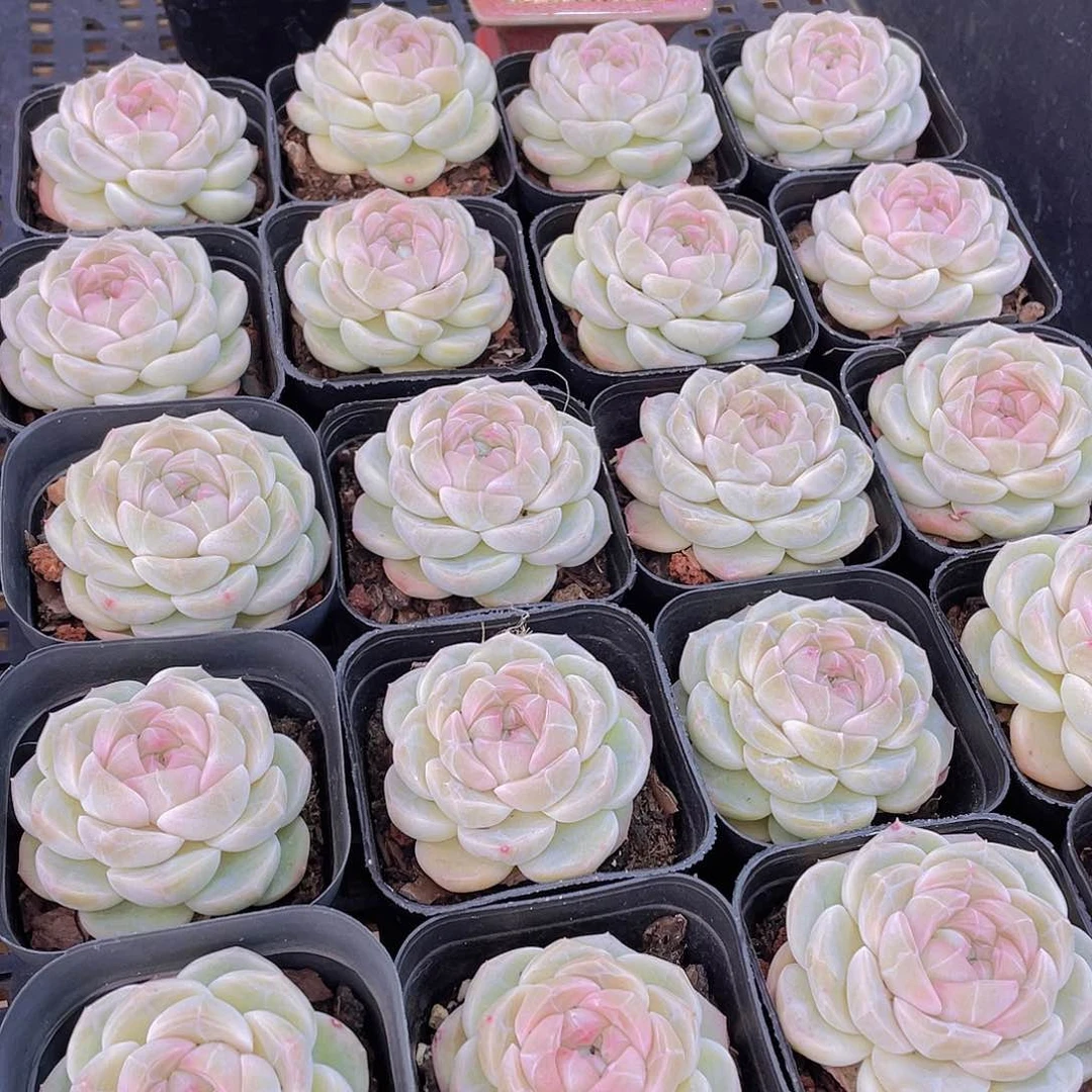 量拍27号 冰透雪团子单头一个