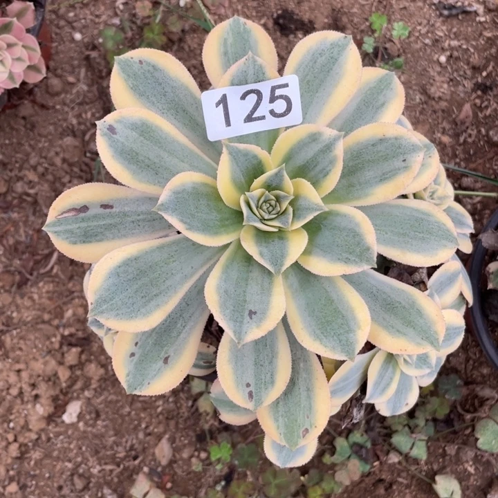 无花朵125多肉植物灿烂