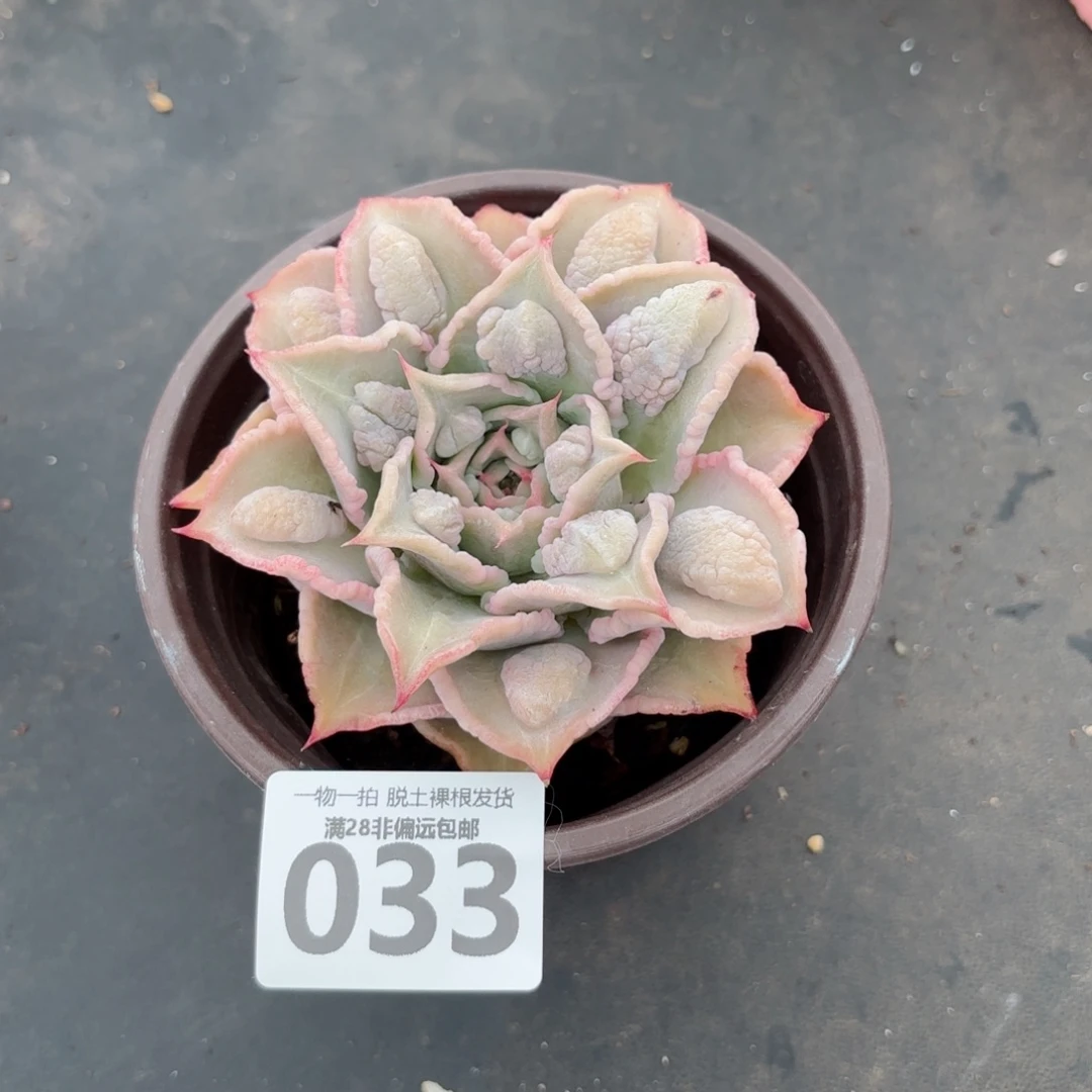 留财饺子皮无盆土发货