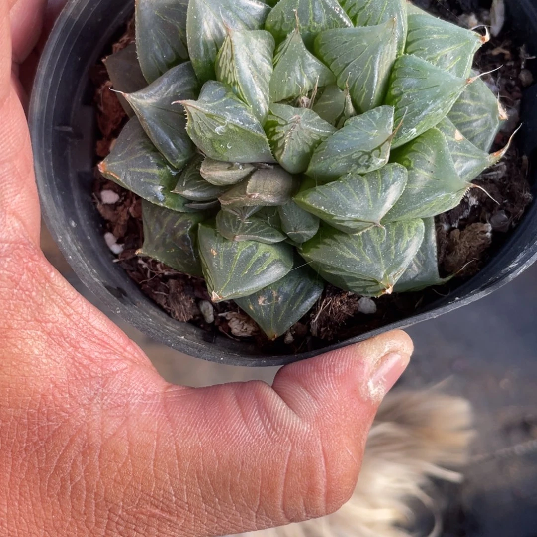 四***开2239 三仙寿  六月六