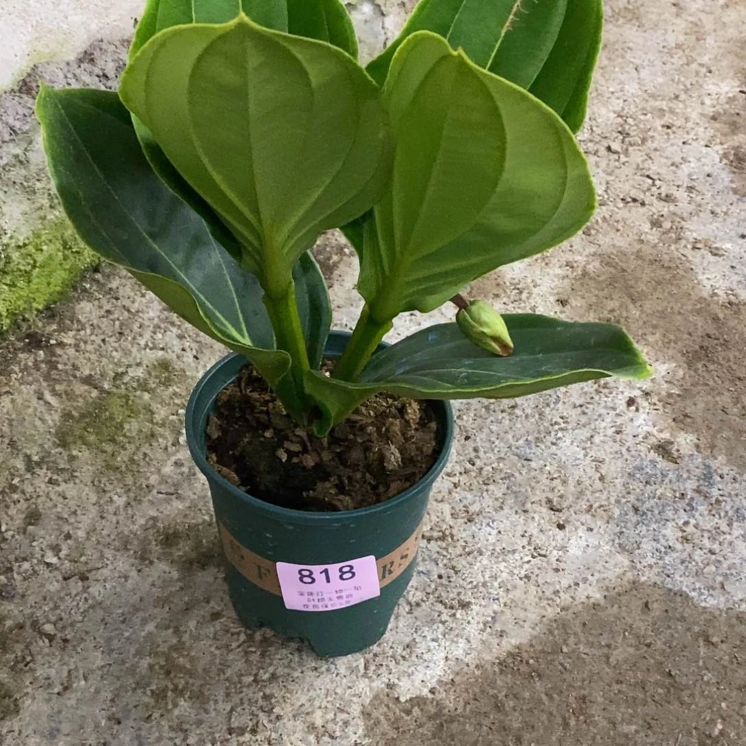 木本植物刘*芳木本花卉818