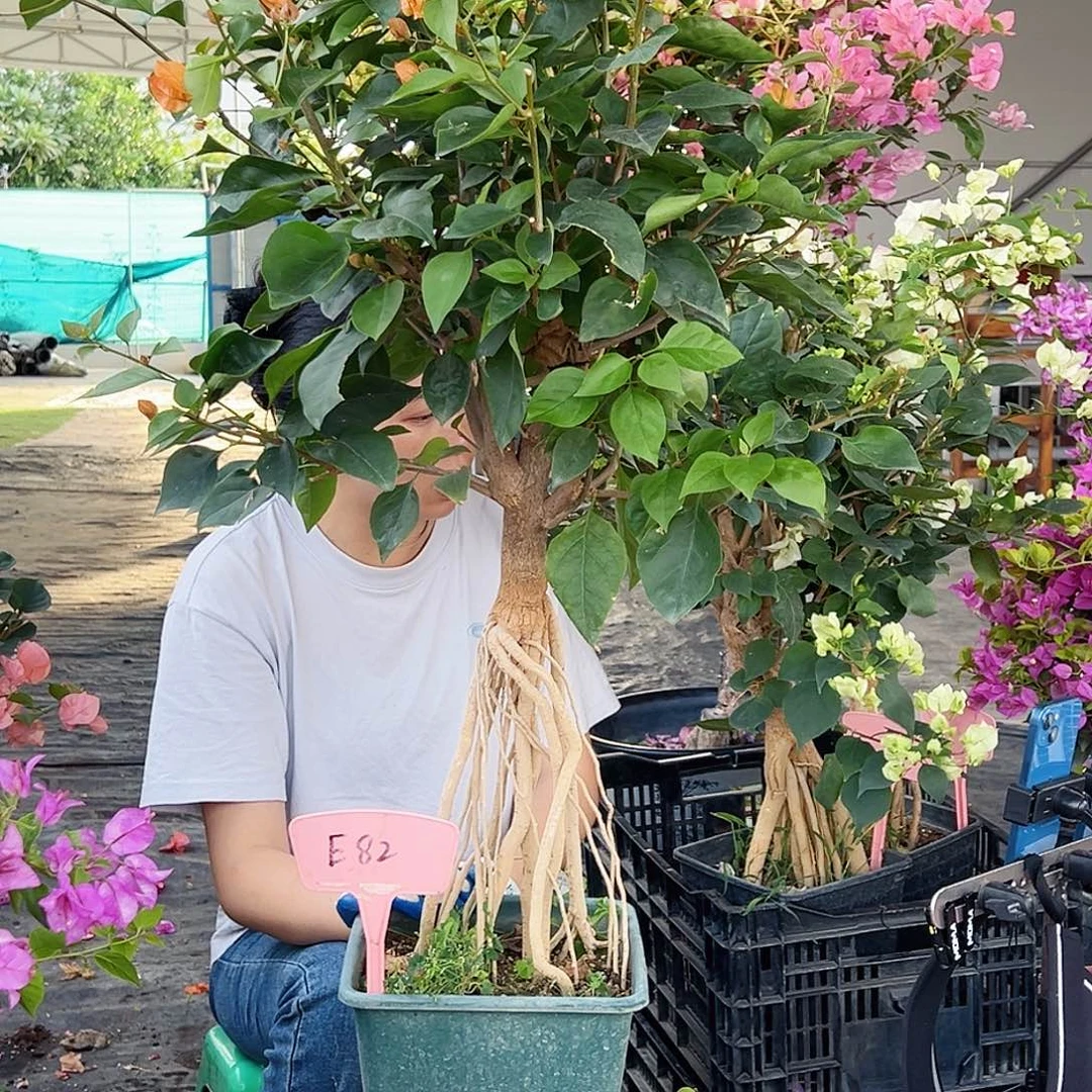 白***丹大部分花苞少量开放E82波妹