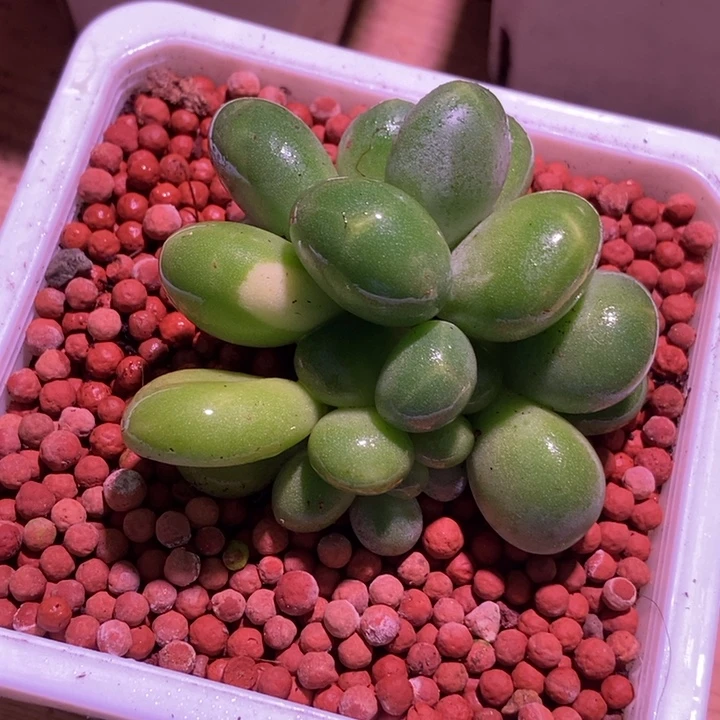 正版潘朵拉锦多肉植物