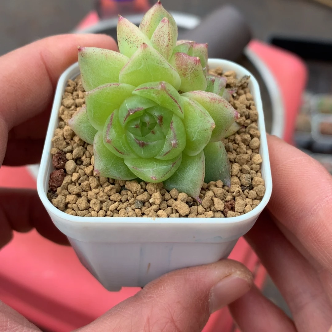 3头边线珍妮麦杆。       48号