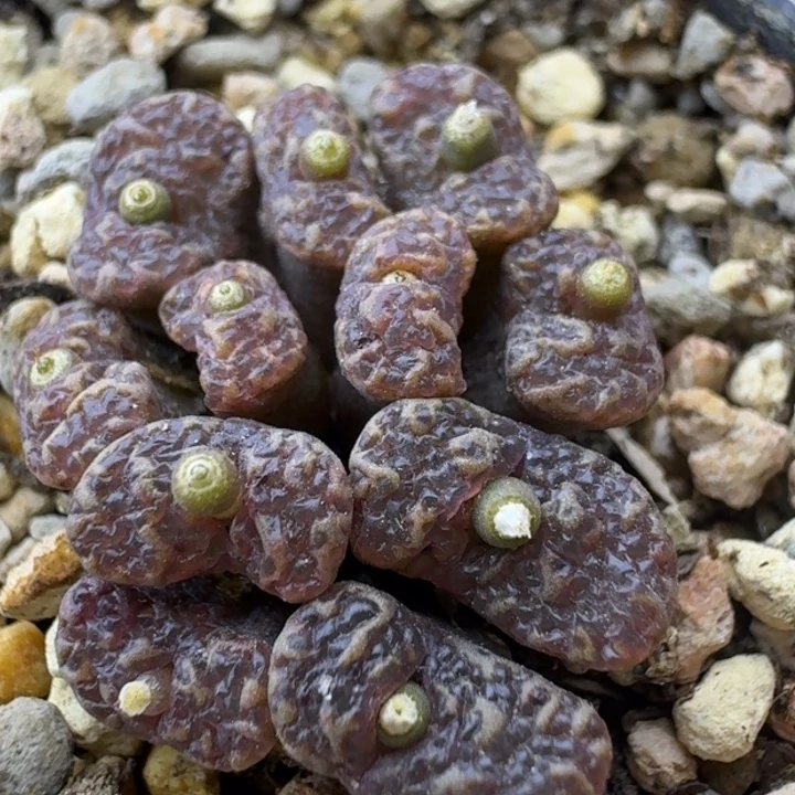 58号泡泡勋章一物一拍