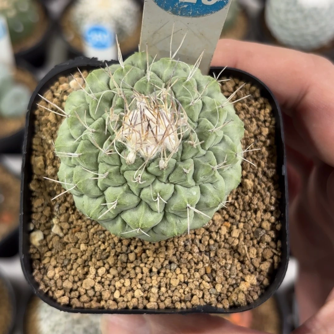 529实生菊水带盆带土发货的