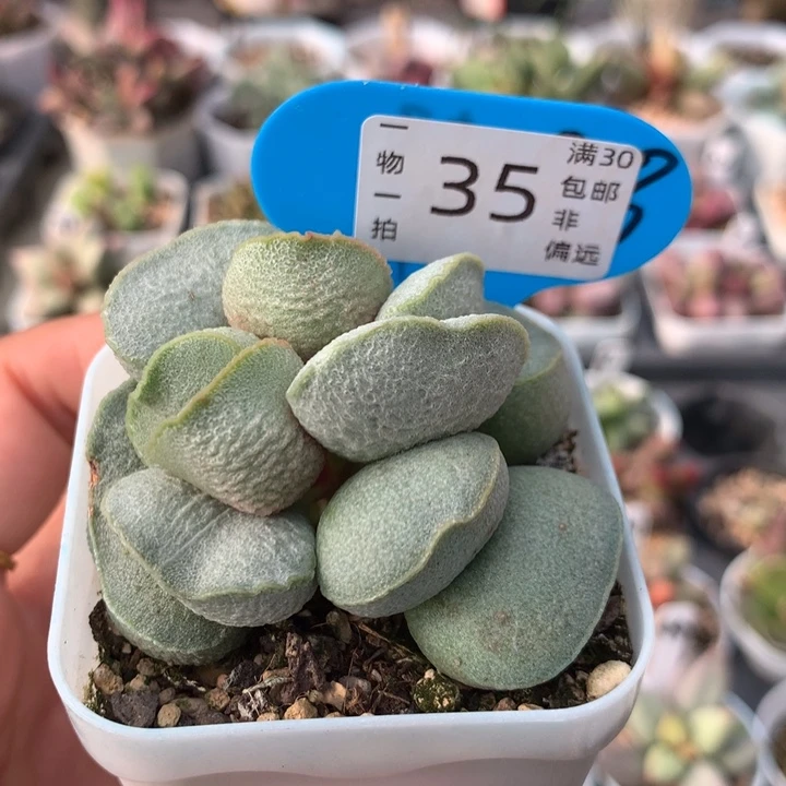 绿磨砂。多肉植物。   35