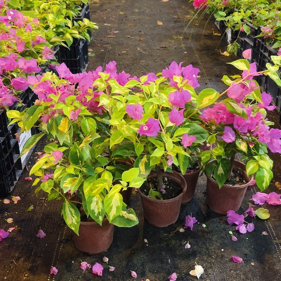 当前无花栽培后可以开花金心双色掌中宝一颗