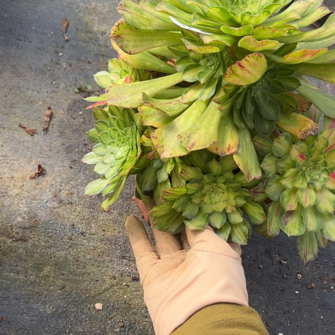 61知否多肉椅子多肉