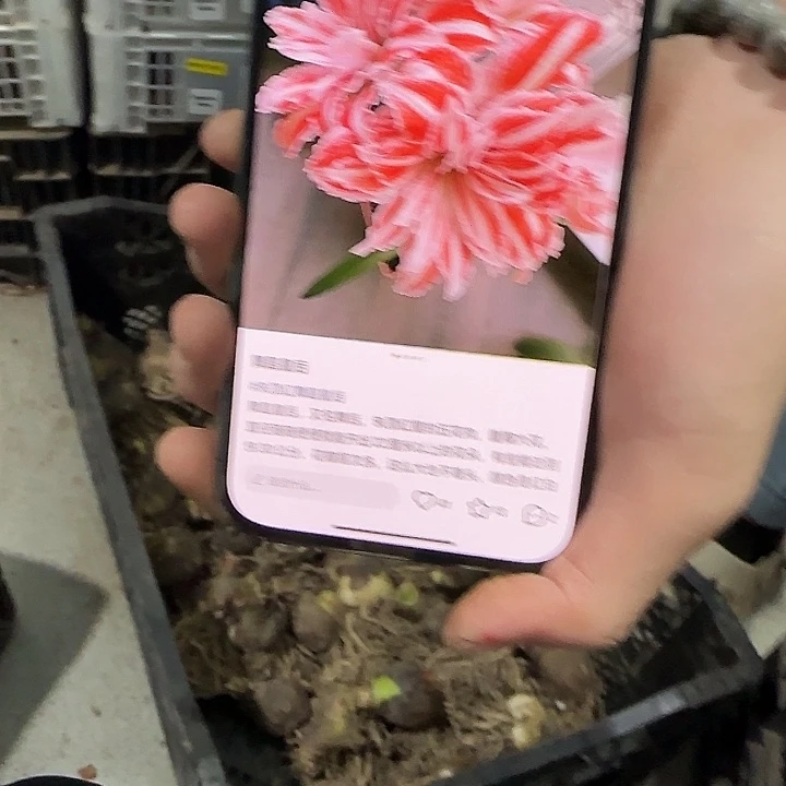 舞后24/26福利进口球福利