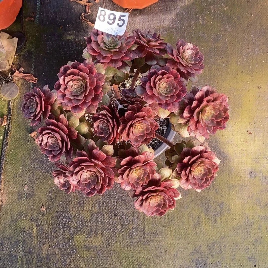 895半夏开播福利价