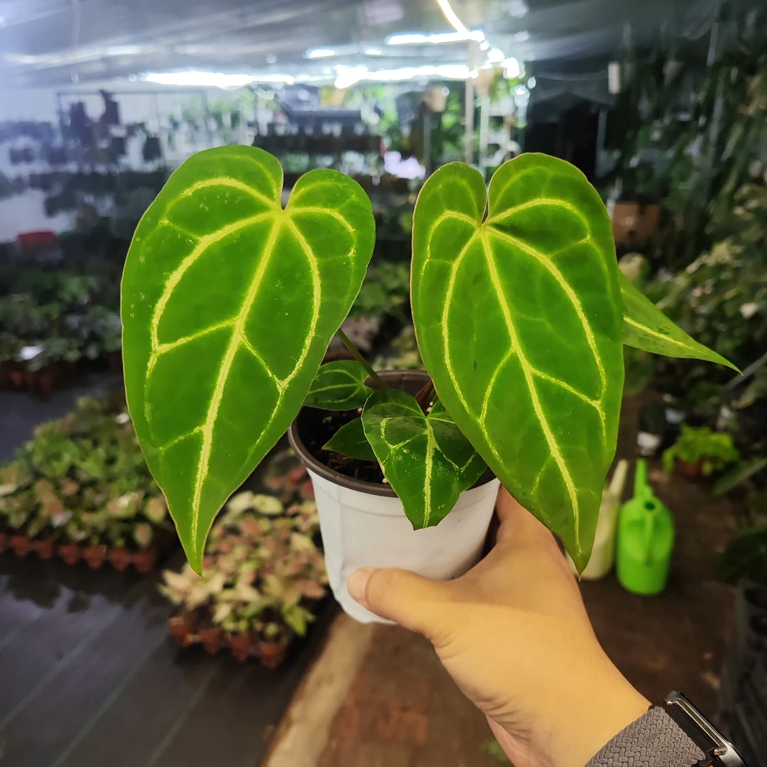 黑丝绒花烛室内观叶植物大叶花烛经典品种耐阴好养绿植盆栽