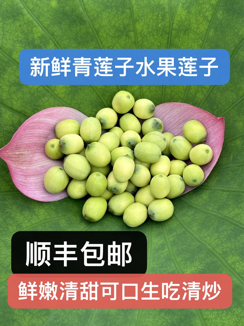 湖北洪湖莲蓬新鲜生莲子米嫩甜可口水果莲蓬清炒食用鲜嫩脆嫩清甜