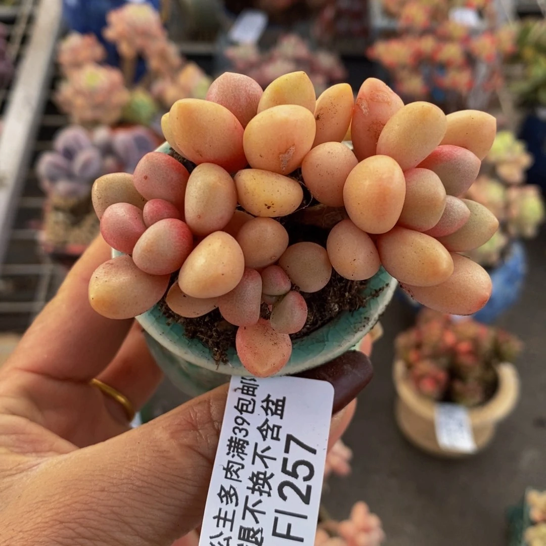 先锋派257/6c m多肉