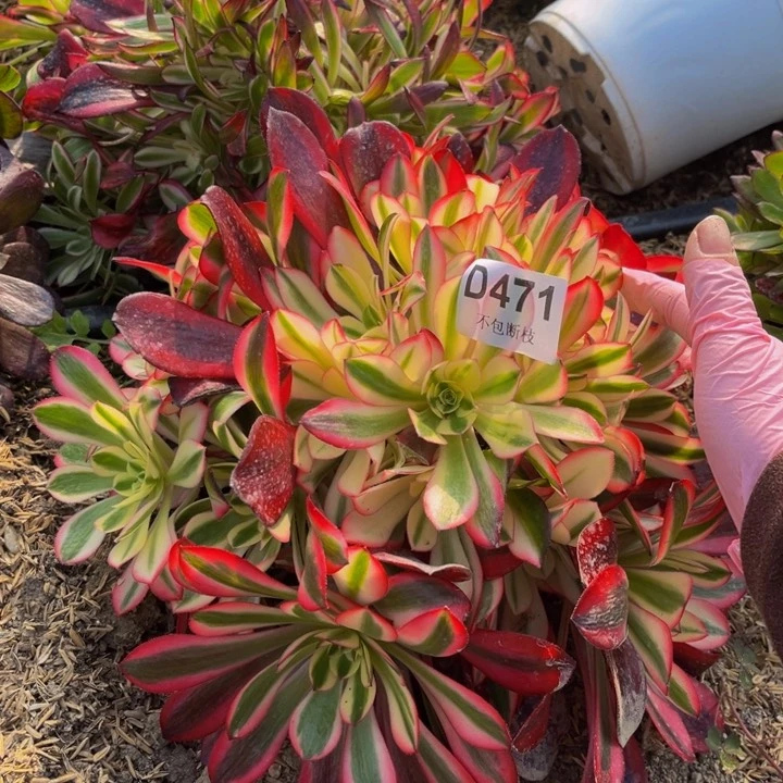 471美杜莎多肉法师不包断枝