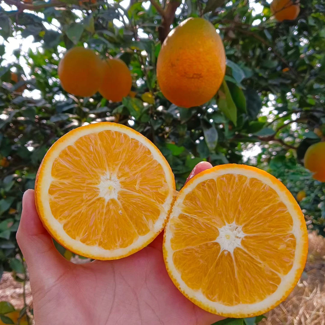 湖北公安纽荷尔脐橙子水果当季现摘新鲜老树不打蜡果香味浓郁