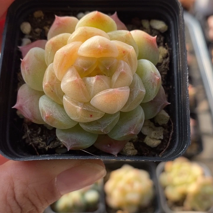 黄魄黄魄 多肉 12.19