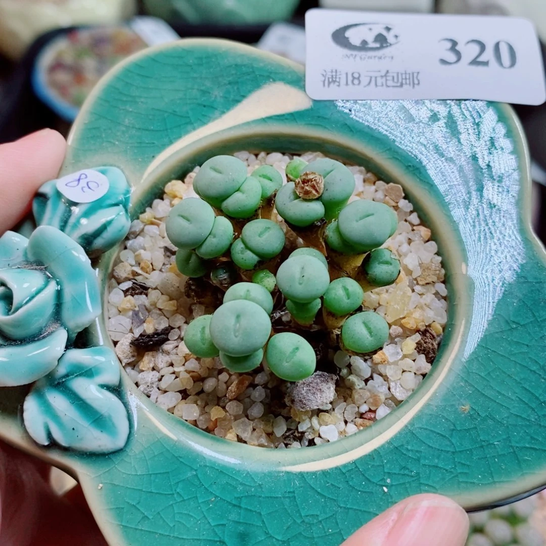 生石花花花花开了320