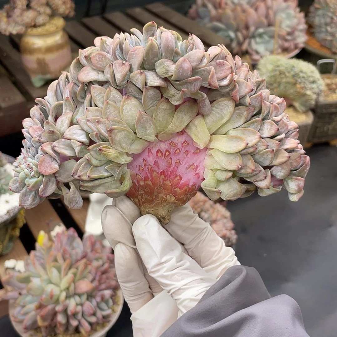 实生星影V板小树，欢度雪14cm，板厚1.6cm