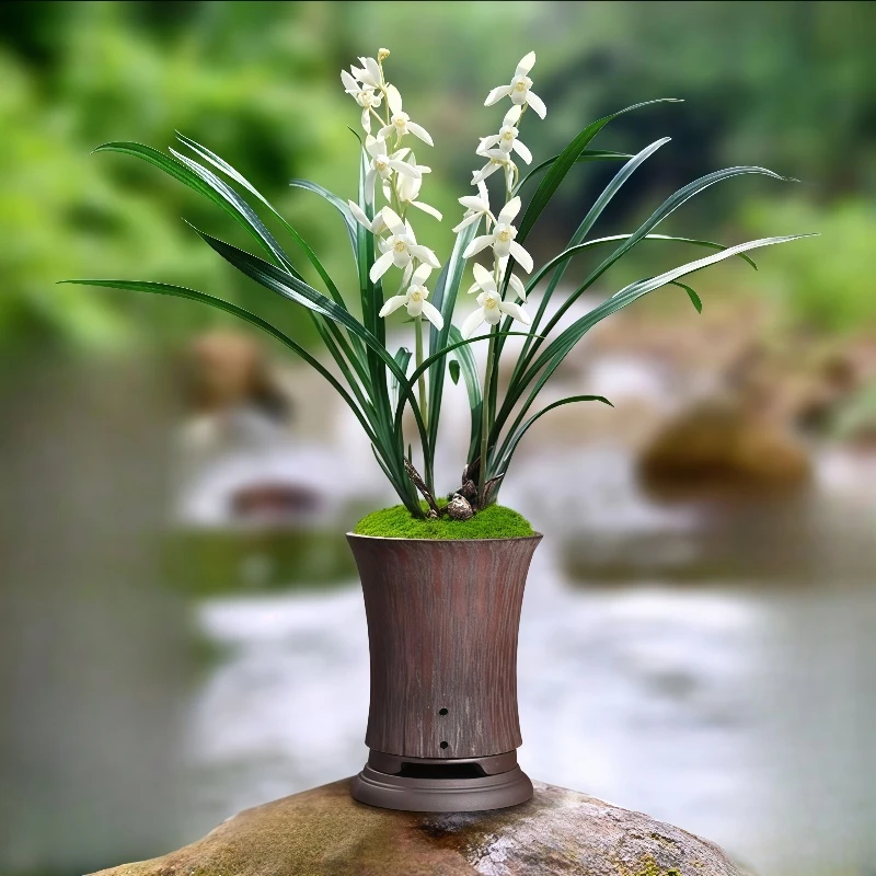 【青山玉泉】兰花建兰素心花苗室内外好养易活盆栽绿植花卉清香兰花